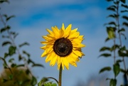 21st Oct 2023 - Sunflower