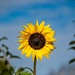 Sunflower by mdaskin