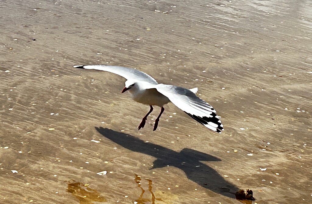 Coming in to land  by Dawn