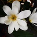 Magnolia ~  by happysnaps