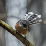 29th Oct 2023 - Inquisitive Fantail
