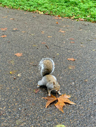 28th Oct 2023 - The squirrel. 