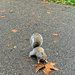 The squirrel.  by cocobella