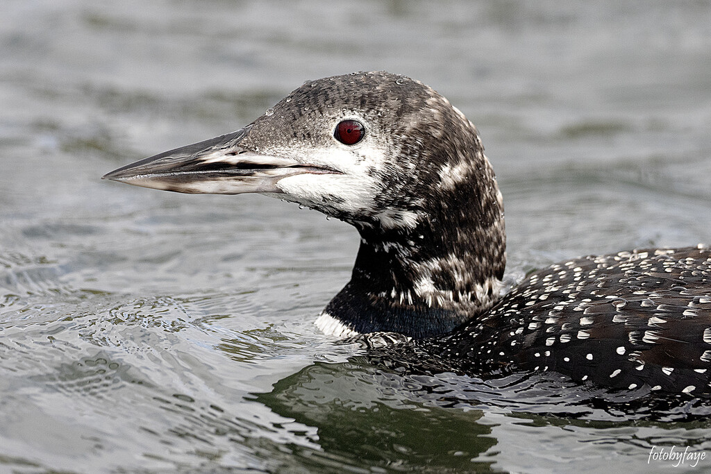 The Loon with winter plumage by fayefaye