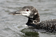 28th Oct 2023 - The Loon with winter plumage