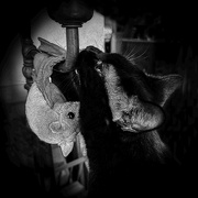 28th Oct 2023 - A Bat and a Cat