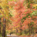 Walking In A Autumn Wonderland by lesip