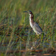 28th Oct 2023 - Green Heron