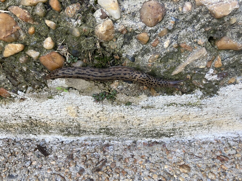 biggest slug i’ve ever seen by wiesnerbeth