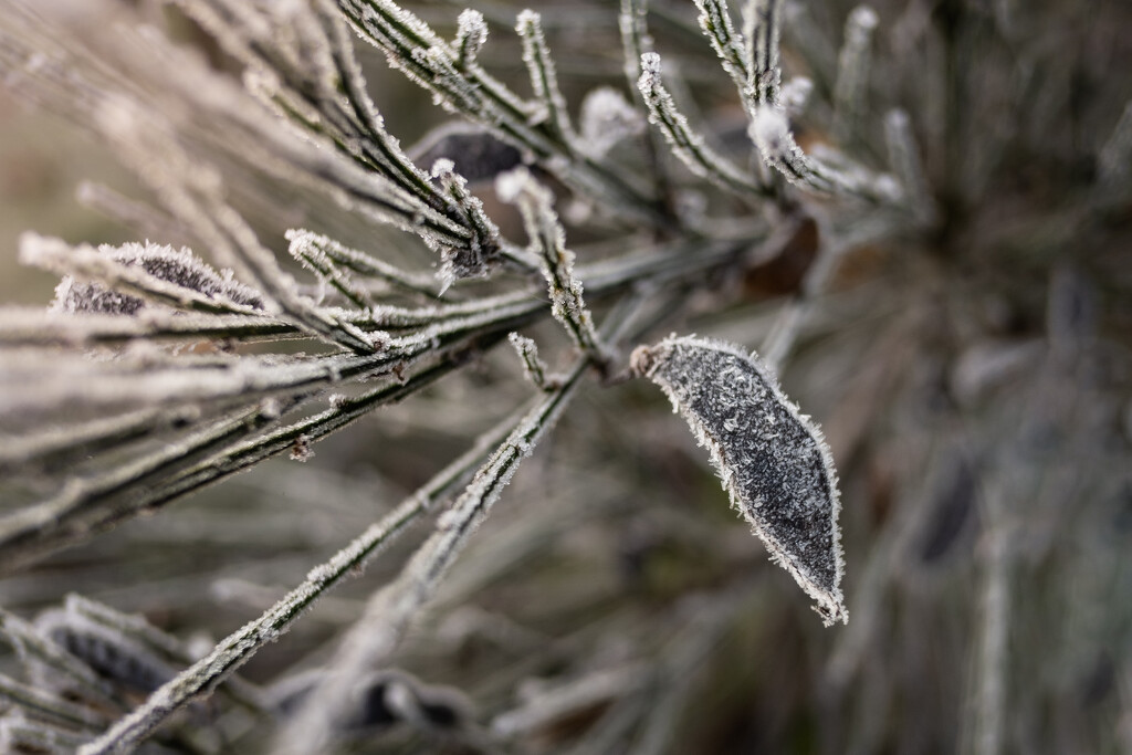 A Frosty Morning Hike by tina_mac