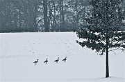 1st Feb 2011 - Going on a wild goose chase.