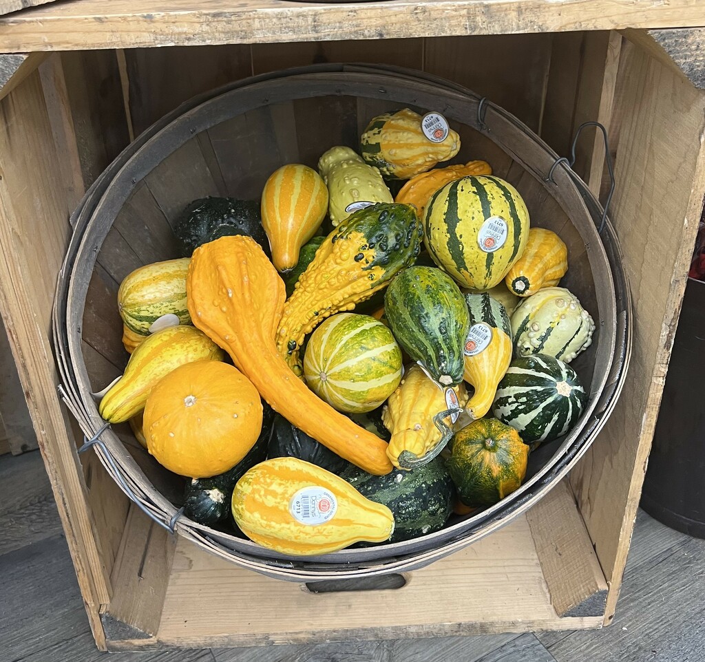 More Gourds for You! by peekysweets