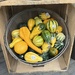 More Gourds for You! by peekysweets