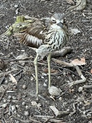 25th Oct 2023 - Curlew