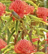 29th Oct 2023 - The Waratah and its friends..