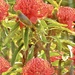 The Waratah and its friends.. by maggiemae