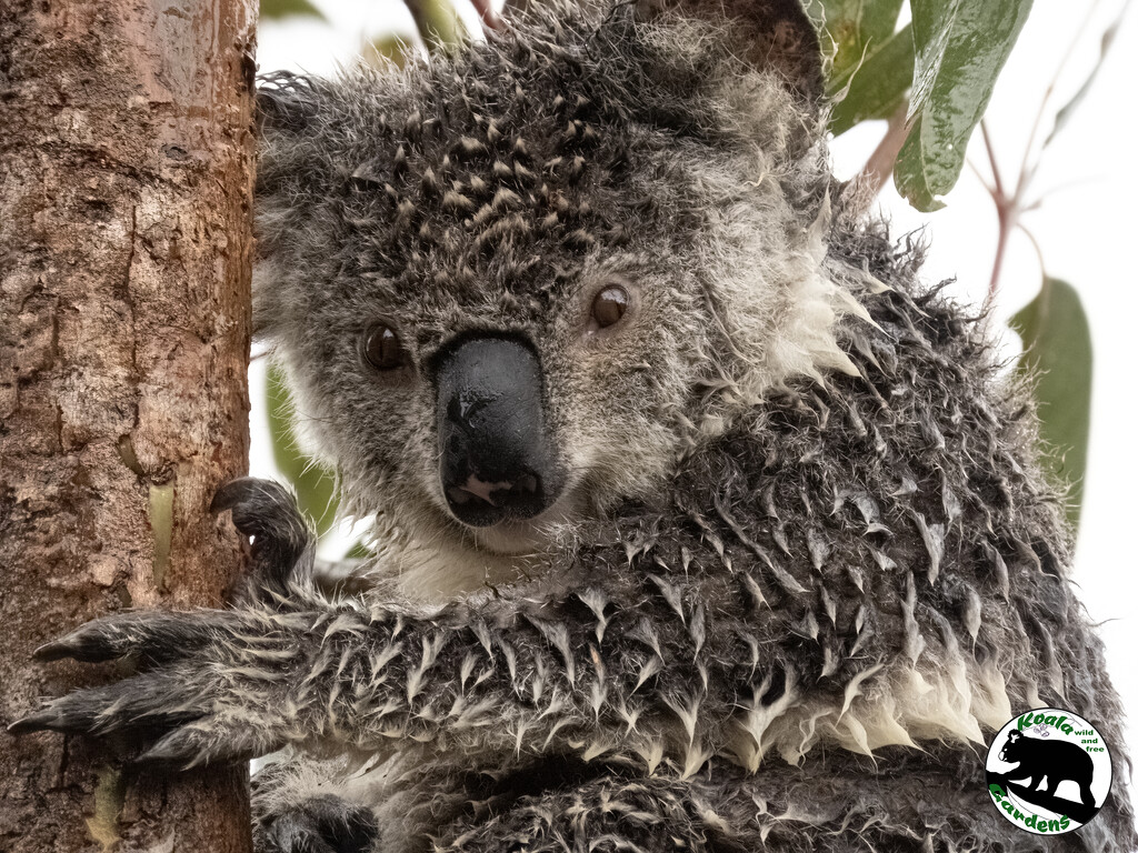 finally some rain! by koalagardens
