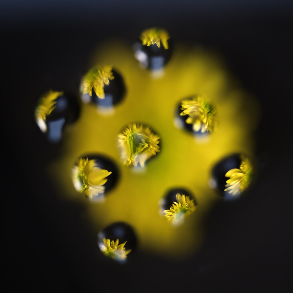Yellow flower by dkbarnett