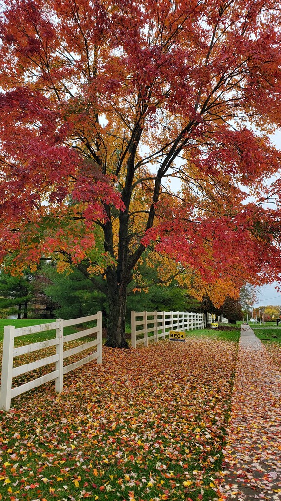 Autumn Rainbow  by alophoto