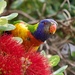 The Pohutakawa Flowers Attract The Birds PA292082 by merrelyn