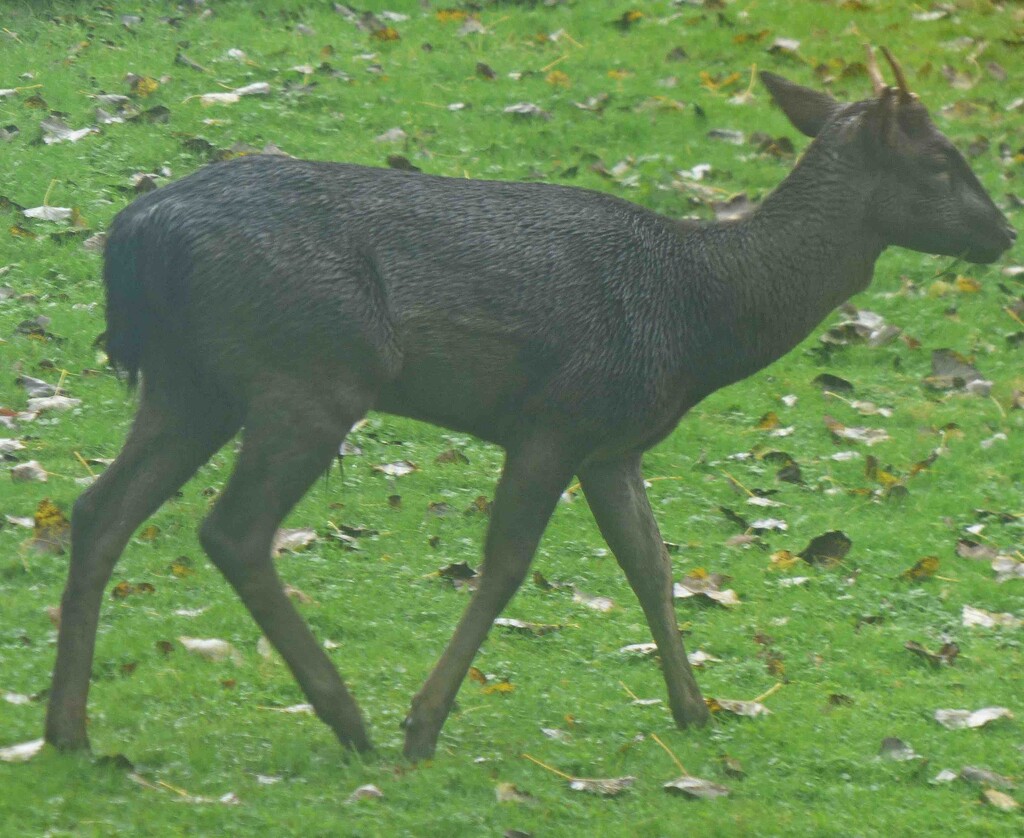 Young Male Fallow Deer by arkensiel