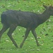 Young Male Fallow Deer by arkensiel