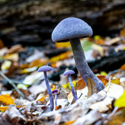 29th Oct 2023 - 10-29 - Fungus