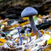 10-29 - Fungus by talmon