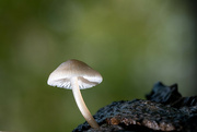26th Oct 2023 - 10-26 - Fungus
