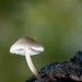 10-26 - Fungus by talmon