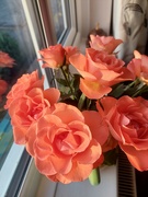 29th Oct 2023 - Roses in the window