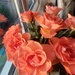 Roses in the window by busylady