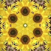 2nd Sep 2023 - Sunflower stsarburst.