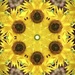 Sunflower stsarburst. by philm666