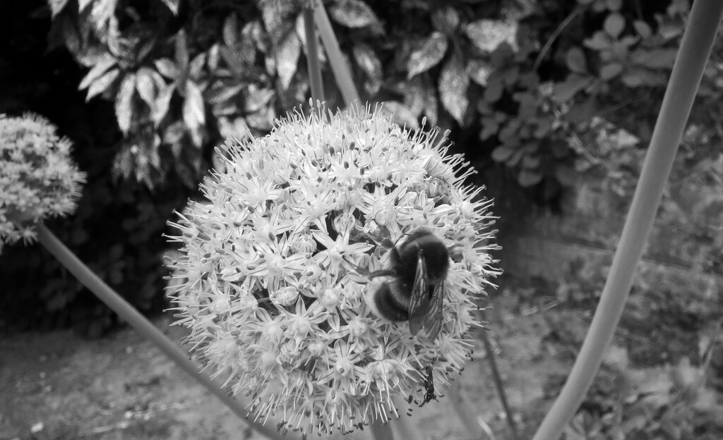 Bumble Bee on Allium by philm666