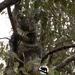 the rain has refreshed by koalagardens