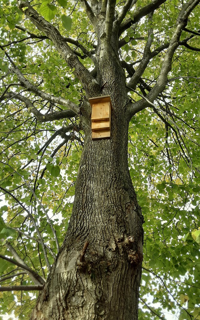 A Bat box on a tree at The Piggy Park. by grace55