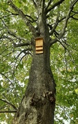 29th Oct 2023 - A Bat box on a tree at The Piggy Park.