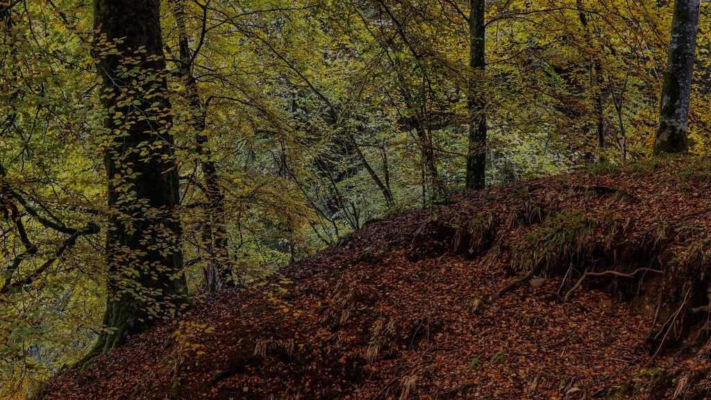 Autumnal….. by billdavidson