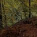 Autumnal….. by billdavidson