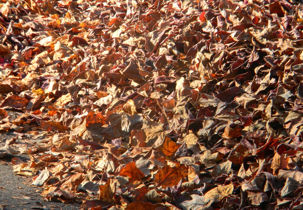 Leaves at Curb  by sfeldphotos