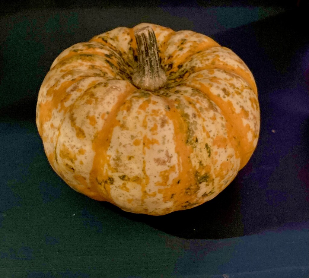 Miniature pumpkin!  by bigmxx