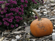 29th Oct 2023 - Pumpkin and Mums