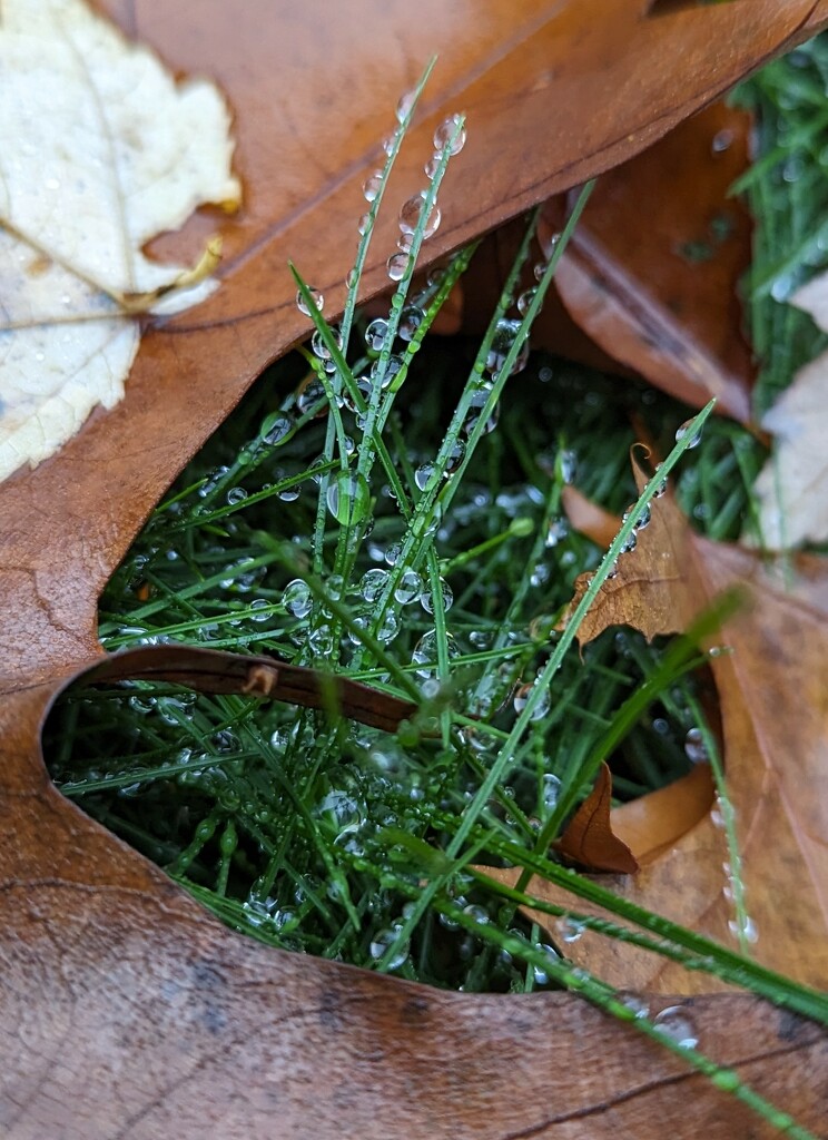 Grass Peeking Through  by julie