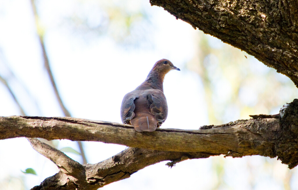 Bird 17 - Brown Cuckoo-Dove by annied