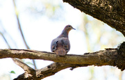 17th Oct 2023 - Bird 17 - Brown Cuckoo-Dove