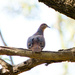 Bird 17 - Brown Cuckoo-Dove by annied