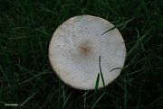 29th Oct 2023 - Parasol mushroom in the grass
