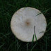 Parasol mushroom in the grass by larrysphotos