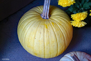 29th Oct 2023 - Yellow mums and yellow pumpkin